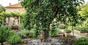 Para que serve colocar cinzas de madeira no tronco e como aplicar para a planta nunca parar de produzir