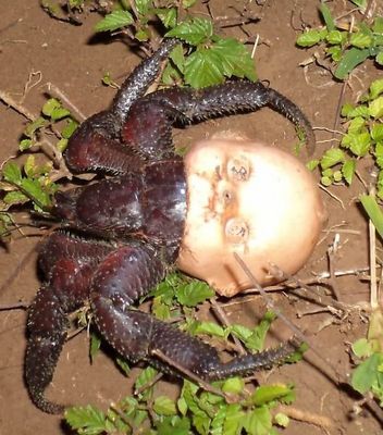 5. Este caranguejo achou 'ok' usar a cabeça de uma boneca como concha...