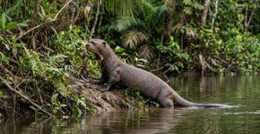 A Argentina alcançou o impensável após 110 anos, e o “retorno” desse mamífero ao Chaco já está mudando o ecossistema desde o seu primeiro dia