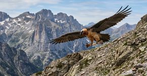 Esta ave joga ossos do alto de montanhas para quebrá-los e depois os engole como alimento