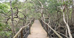 Foto: (Divulgação/Fundação Florestal)