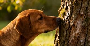 Curiosidades sobre o olfato canino que vão te surpreender