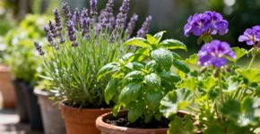 Ela cresce em vaso, perfuma o terraço, repele mosquitos e, portanto, é a planta ideal para a primavera