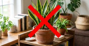 Adeus à espada-de-são-jorge: a planta que cresce rapidamente, é mais elegante e enche a casa de verde.