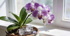 Truque do gelo na orquídea para ela dar flor o ano todo