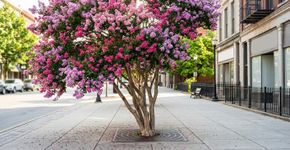 Flores com pétalas franzidas e casca que se desprende fazem parte do charme da extremosa: conheça as características da Lagerstroemia indica