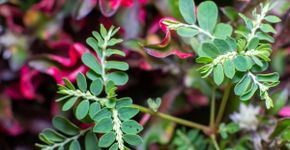 Quebra-pedra: 8 benefícios da planta que será utilizada pelo SUS