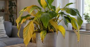 As folhas ficam amarelas mesmo com adubo e água? 6 erros que fazem plantas de apartamento perderem força aos poucos