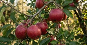O fruto apareceu, mas a colheita ficou pequena: por que retirar parte dos frutos pode ajudar a macieira