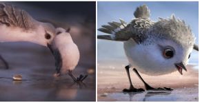 ‘Piper’, um curta da Pixar que dá vida e cor à criação com apego
