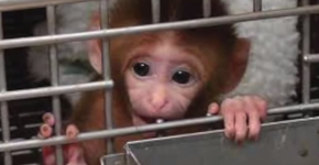 Ativista salva 1400 macacos que seriam torturados em laboratórios