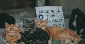 Fotógrafa carioca faz ensaio com gatos que moram em cemitério