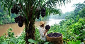 A fruta silvestre que tem cor de carvão e sabor de amora com chocolate