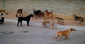 Foto: (Arquivo pessoal)