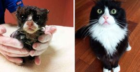 Antes e depois de 15 gatos que foram resgatados das ruas