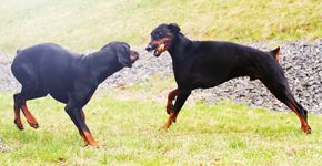 5 dicas básicas para adestrar seu cão