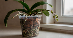 Orquídea: Faça-a florescer instantaneamente com uma batata