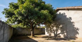 A árvore que ajuda a refrescar o pátio e melhora o clima ao redor da casa
