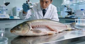 A China inventou a carpa sem espinhas, tornando-a mais fácil de comer