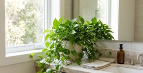 Nas casas japonesas o banheiro não fica com cheiro ruim porque o ambiente não recebe sprays perfumados, mas pequenas plantas que ajudam a absorver a umidade de forma natural