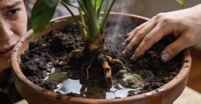 O que significa quando o vaso de planta começa a ficar com cheiro ruim?
