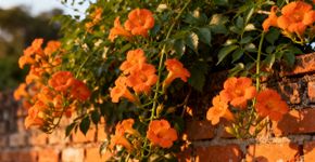 A planta que cresce mais de 8 metros cobrindo muros e varandas com flores vibrantes rapidamente