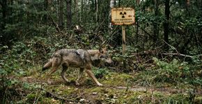 Chernobyl, 40 anos depois: lobos mutantes são encontrados sobrevivendo alimentando-se de presas radioativas… e resistindo ao câncer como nenhum outro mamífero