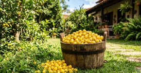 A fruta amarela que as avós cultivavam no quintal para atrair beija-flores hoje enche bacias de frutos nas casas modernas