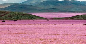 Chuvas deixam deserto do Atacama, no Chile, colorido