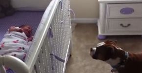 Cão sofre ao ouvir bebê chorando