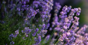 Foto: (romeo-f/istock)