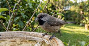 Quem tem um bebedouro para pássaros é orientado a colocar um item natural nele