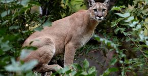 Puma: 10 curiosidades incríveis sobre esse felino