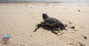 Ajude a evitar que as tartarugas marinhas entrem em extinção