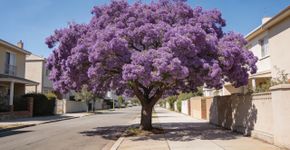 A árvore de flores roxas que parece ter saído direto de um conto de fadas