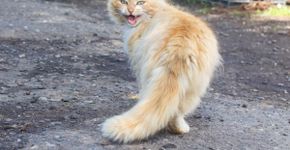 Gato miando muito: o que pode ser? 