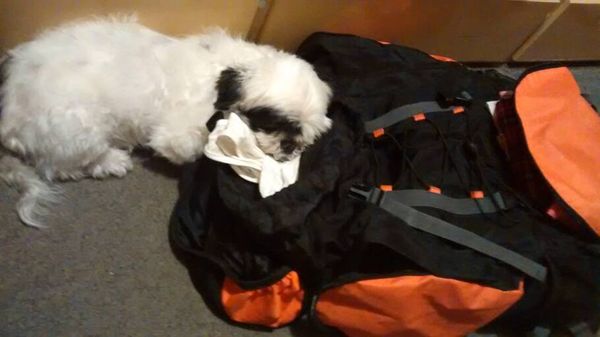 Meu cachorro Peter chateado com minha viagem