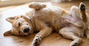 Quando o cachorro dorme de barriga para cima, a posição pode revelar conforto, segurança e até calor