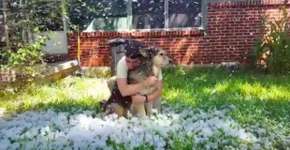 Cão com câncer vê a neve pela última vez