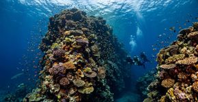 Ela tem mais de 30 metros de altura, quase 200 pés de largura na base e pode ser mais antiga que muitos monumentos famosos; agora a NOAA acredita que esse coral Maug pode conter pistas para o futuro dos recifes