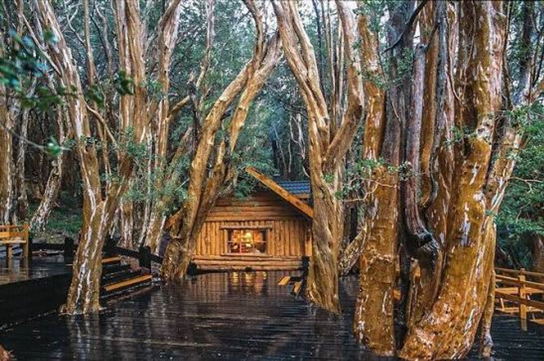 Bosque dos Arrayanes, em Villa La Angostura, na província argentina de Neuquén