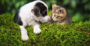 Adotou cachorro e gato? Veja 10 duplas de nomes criativas inspiradas em comidas e personagens