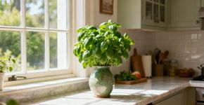Onde colocar uma planta de manjericão para atrair prosperidade, segundo o Feng Shui