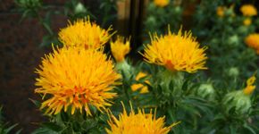 Cártamo: benefícios da planta natural que combate inflamações e melhora a saúde