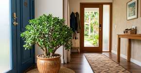O que significa ter uma planta jade em casa e como saber se ela é macho ou fêmea?