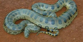 Pesquisadores identificaram nova espécie de cobra gigante na Amazônia