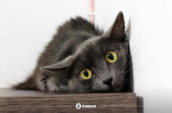 Os gatinhos resgatados pela Catland