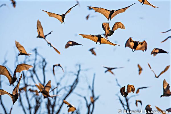 República de Zâmbia - Imagem Will Burrard-Lucas
