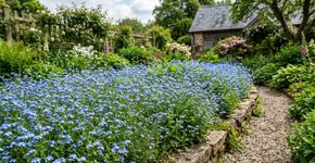 Como criar um jardim com plantas azuis