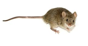 Ratos